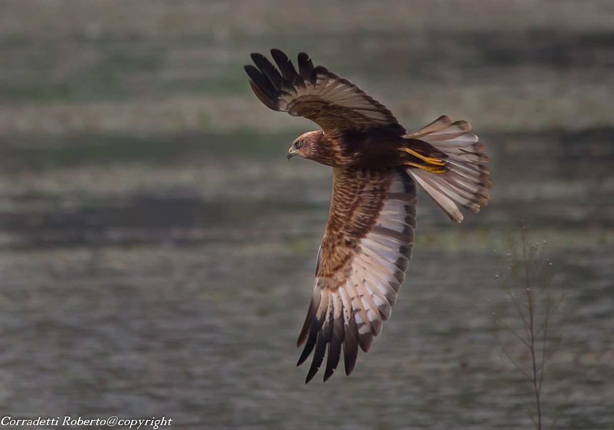 marsh harrier