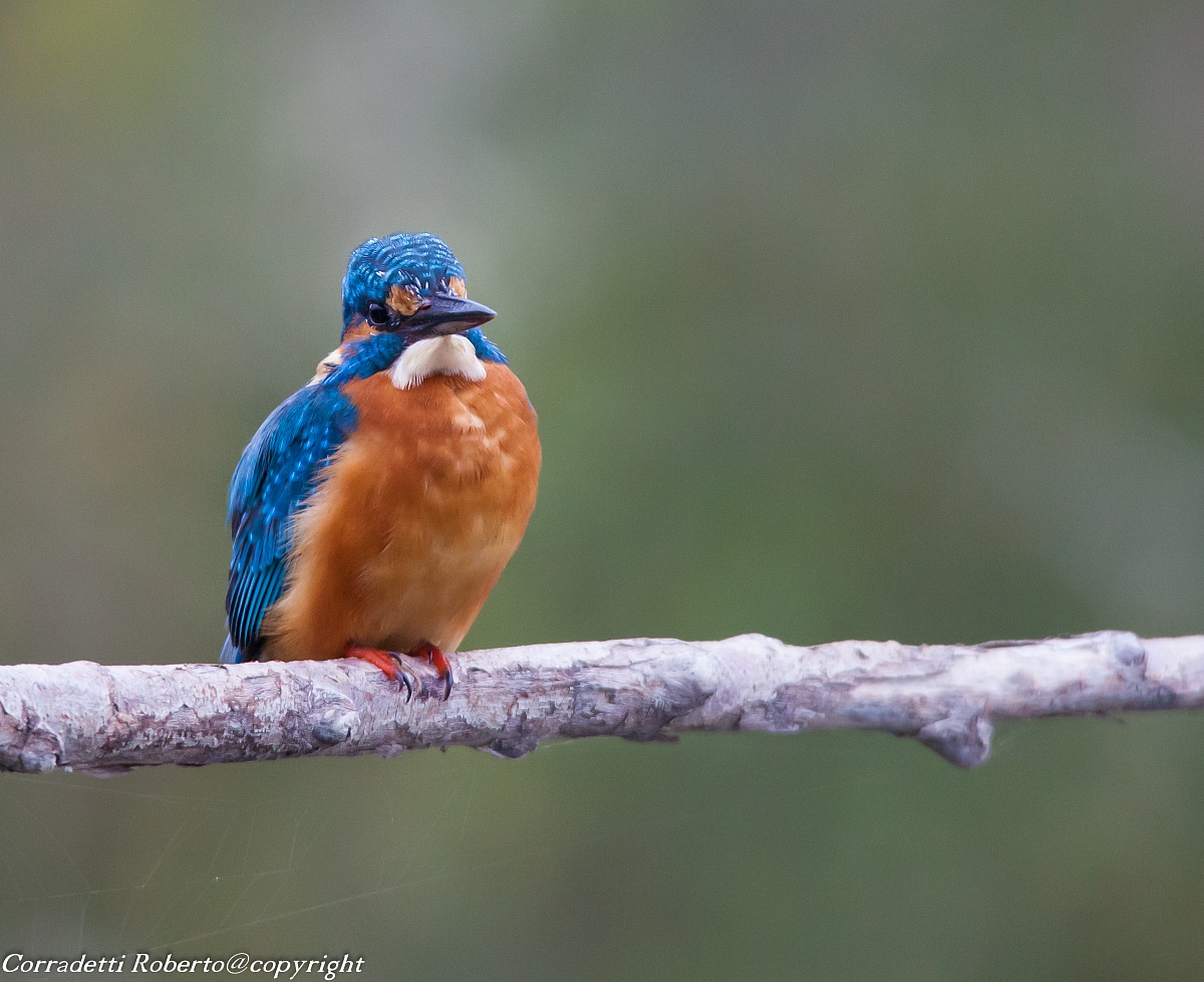 I have to cut the beard?