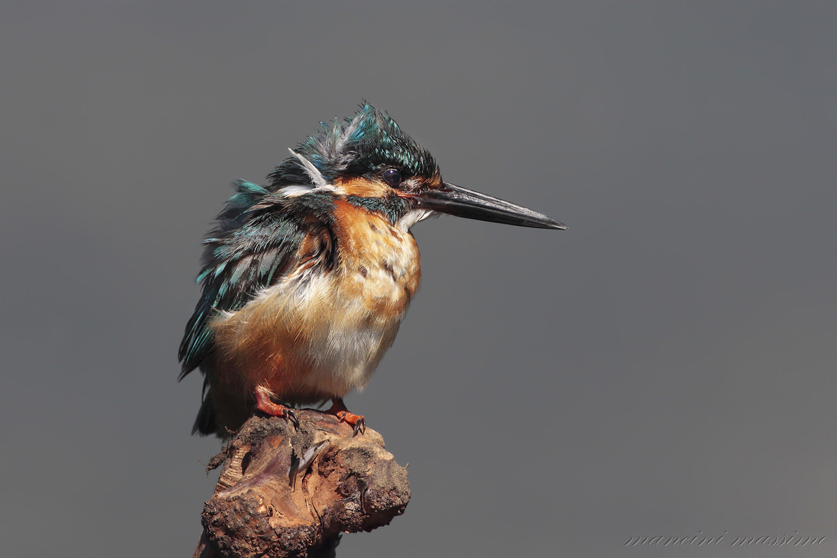 Kingfisher (Alcedo atthis)