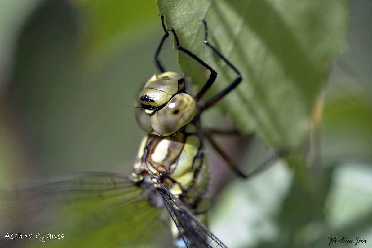 Aeshna Cyanea