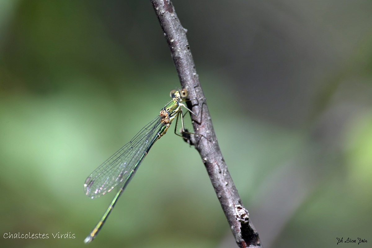 Chalcolestes Virdis