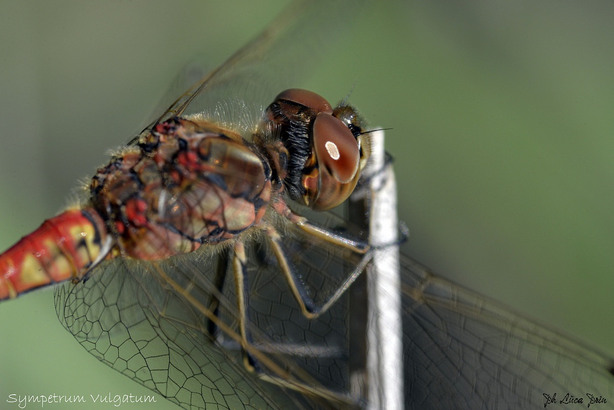 Sympetrum vulgatum