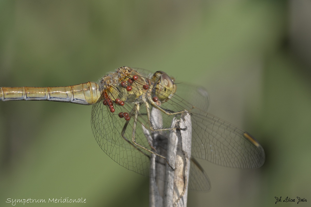 Sympetrum South