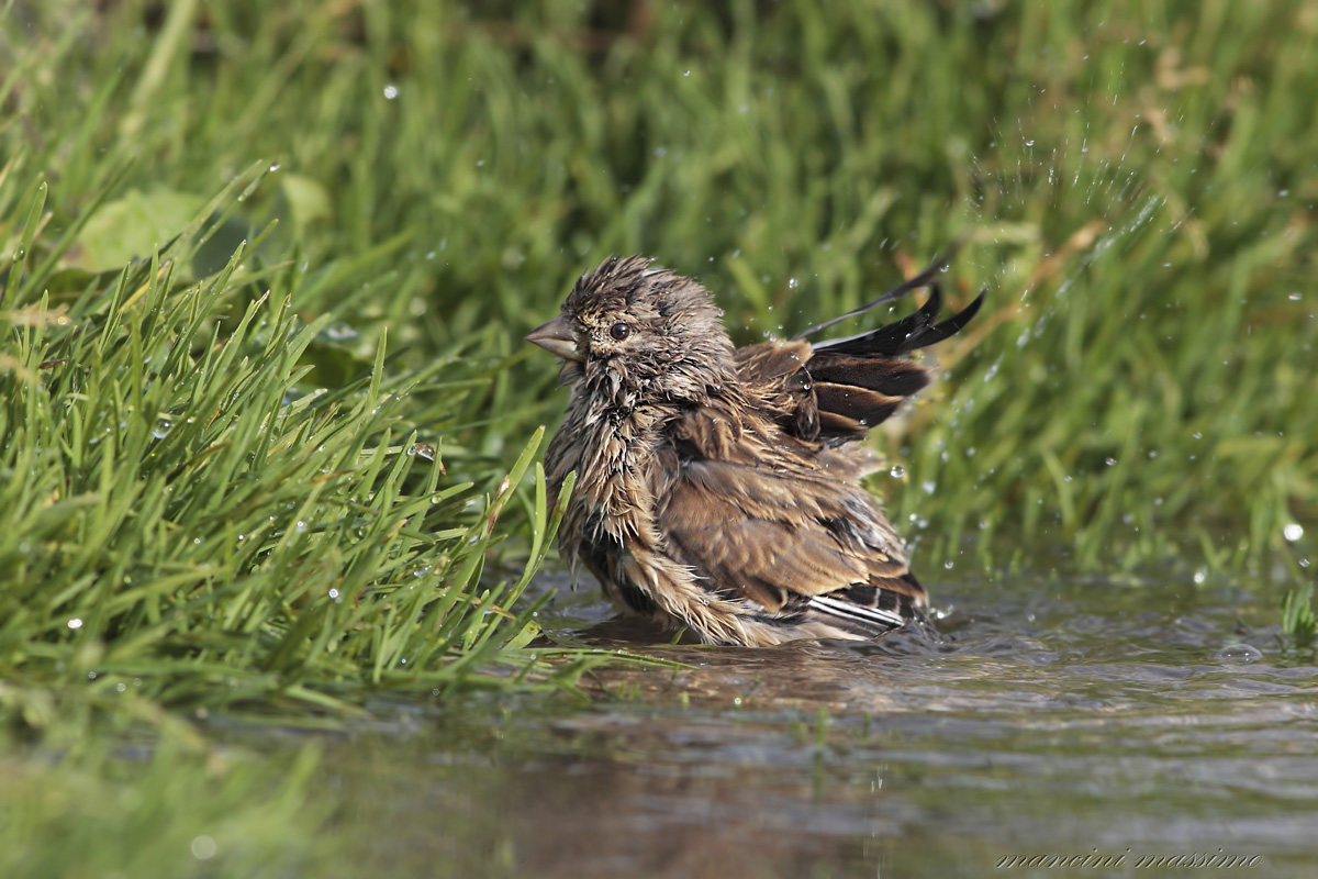the bath of the linnet
