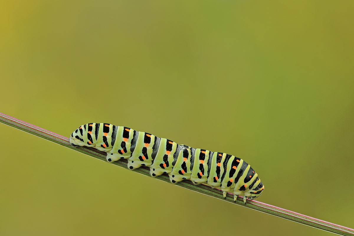 brucone of the swallowtail