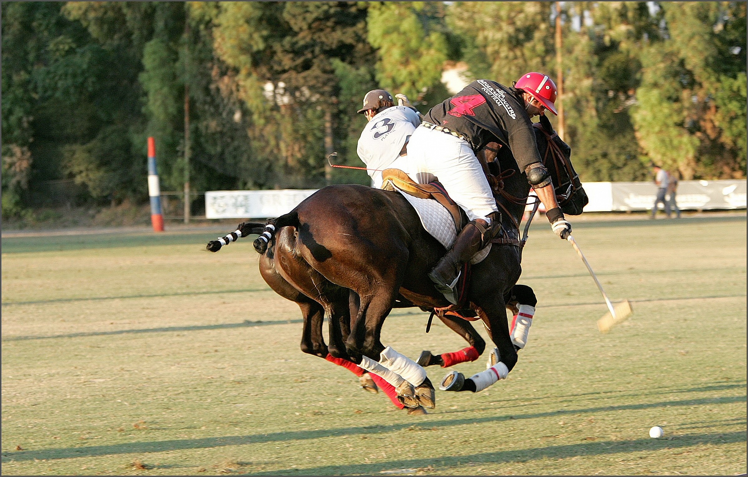 Polo e Cavallo