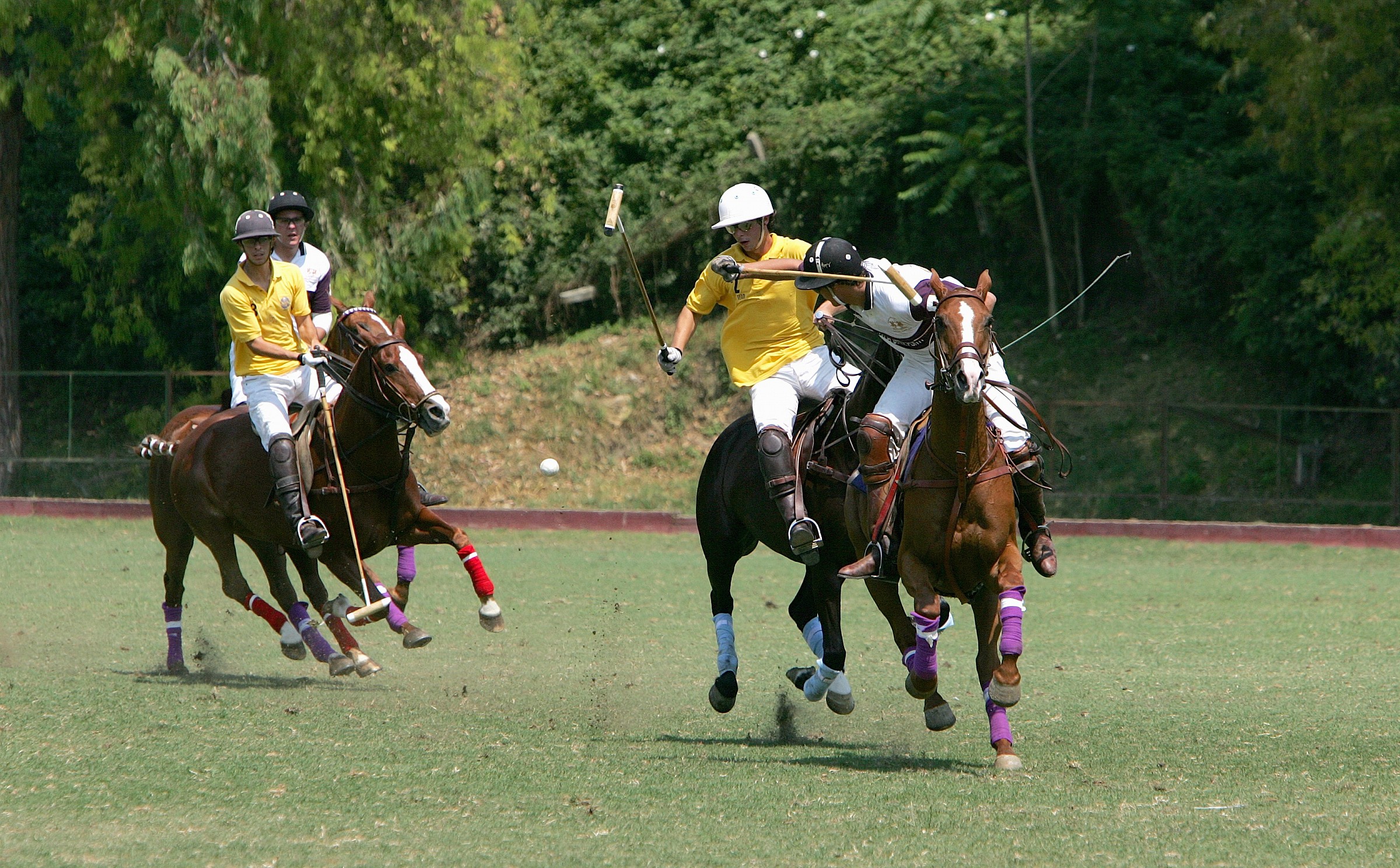 Polo e Cavallo