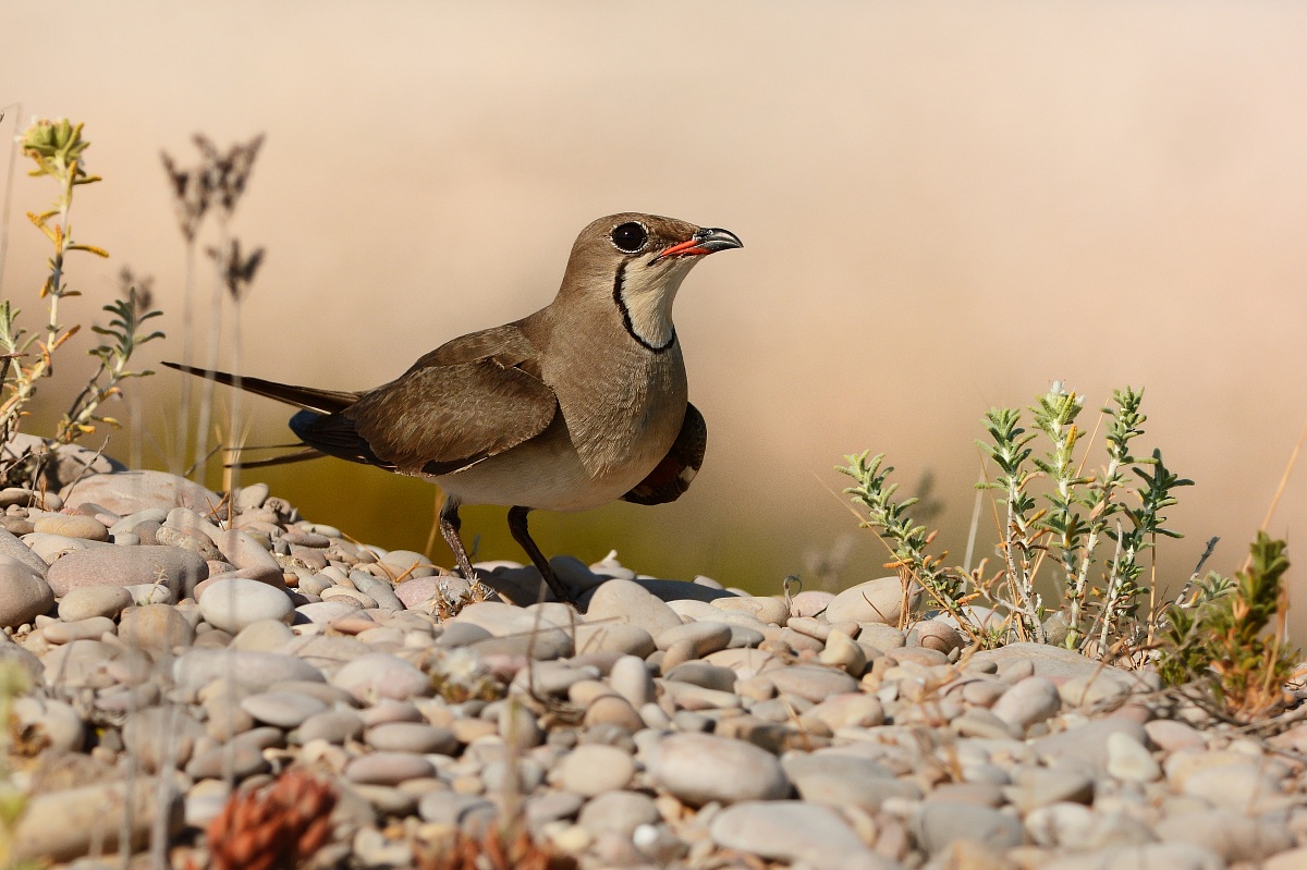 Pratincole