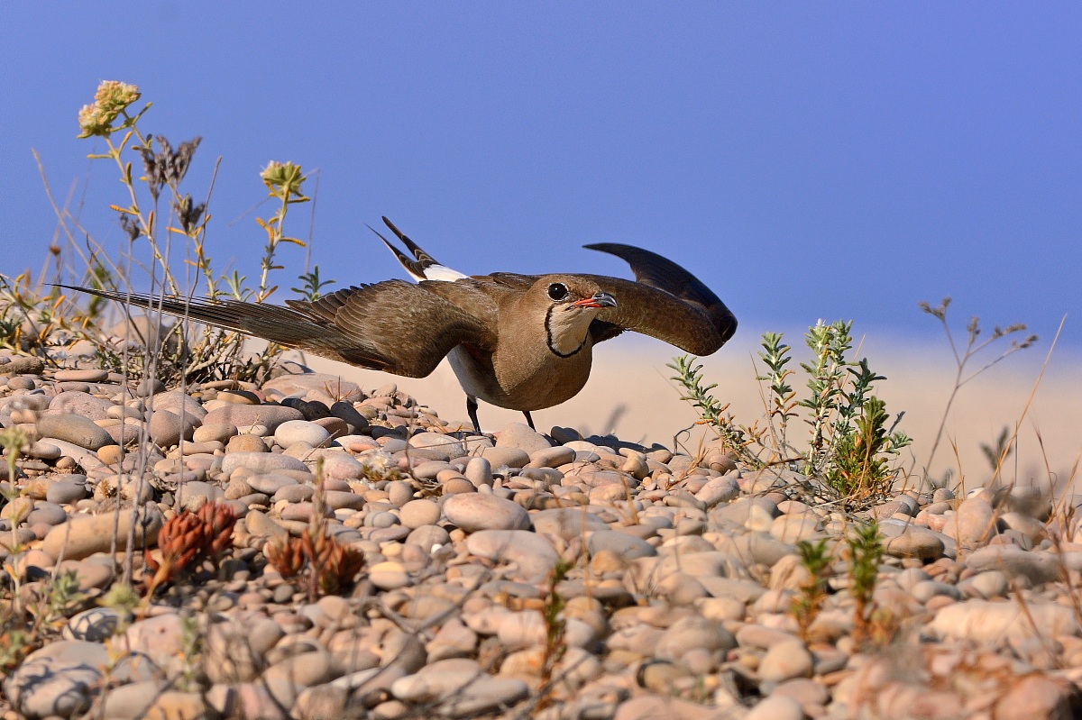 Pratincole.