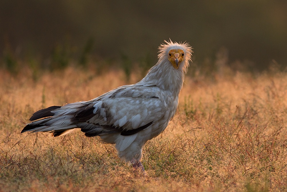 Egyptian Vulture