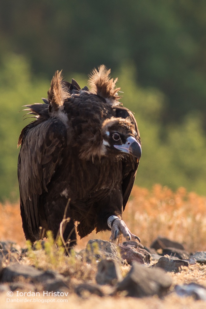Black Vulture