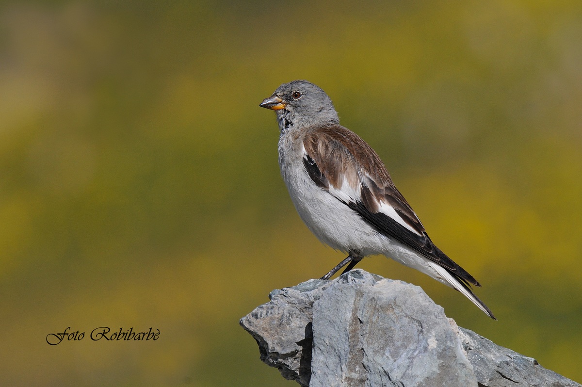 Fringuello alpino....