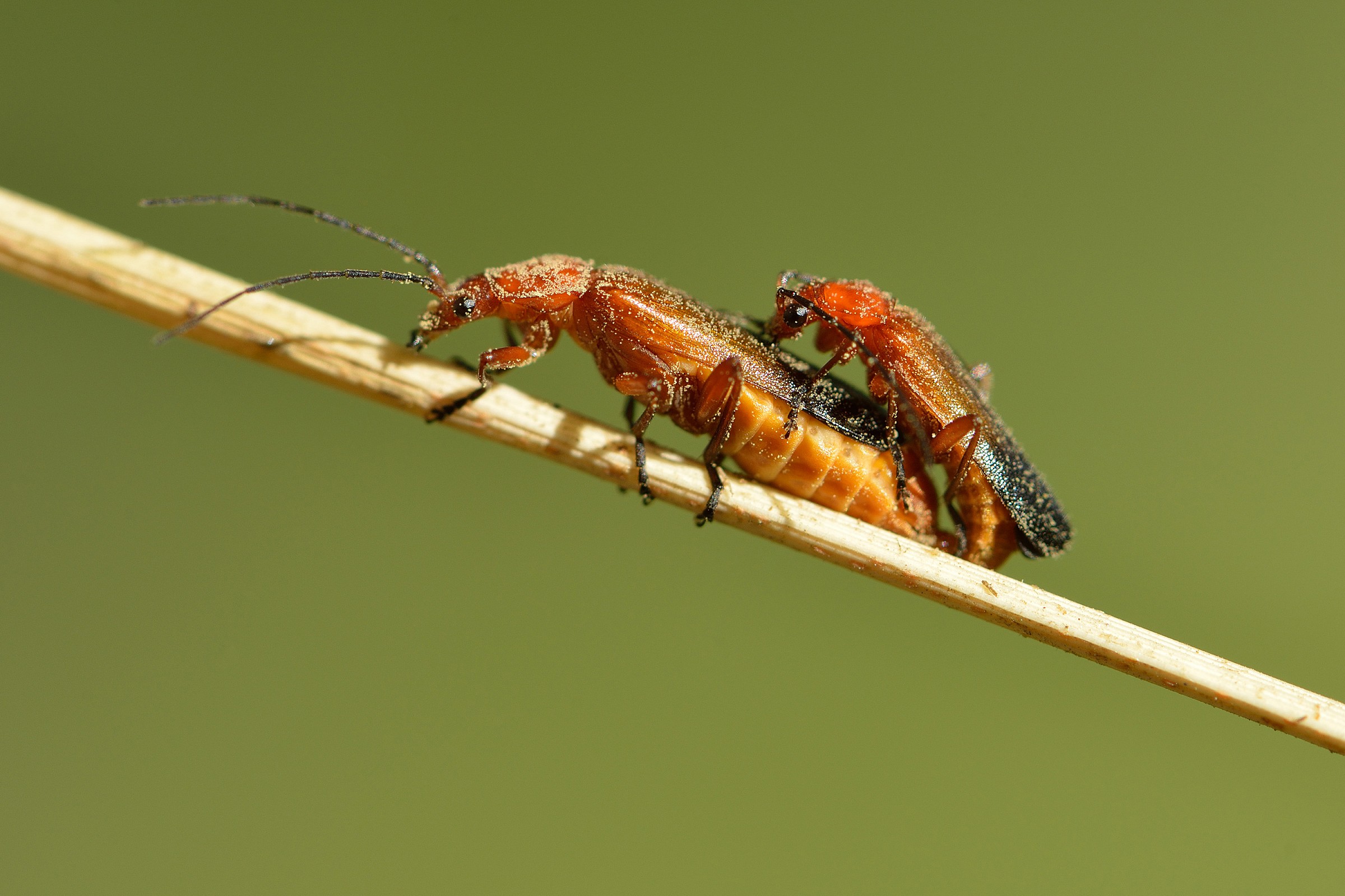 Rhagonycha fulva - Coupling