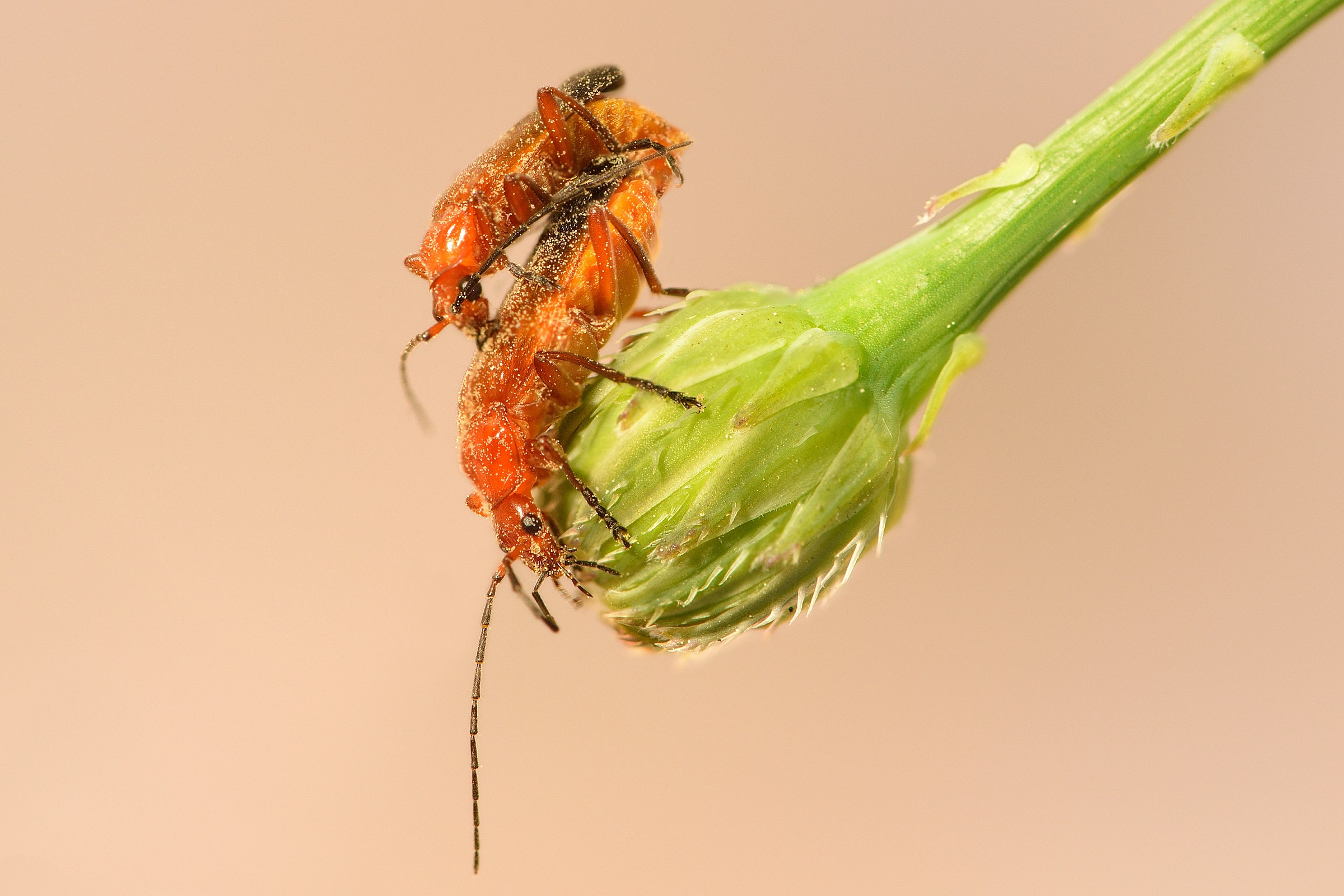 Rhagonycha fulva - Coupling