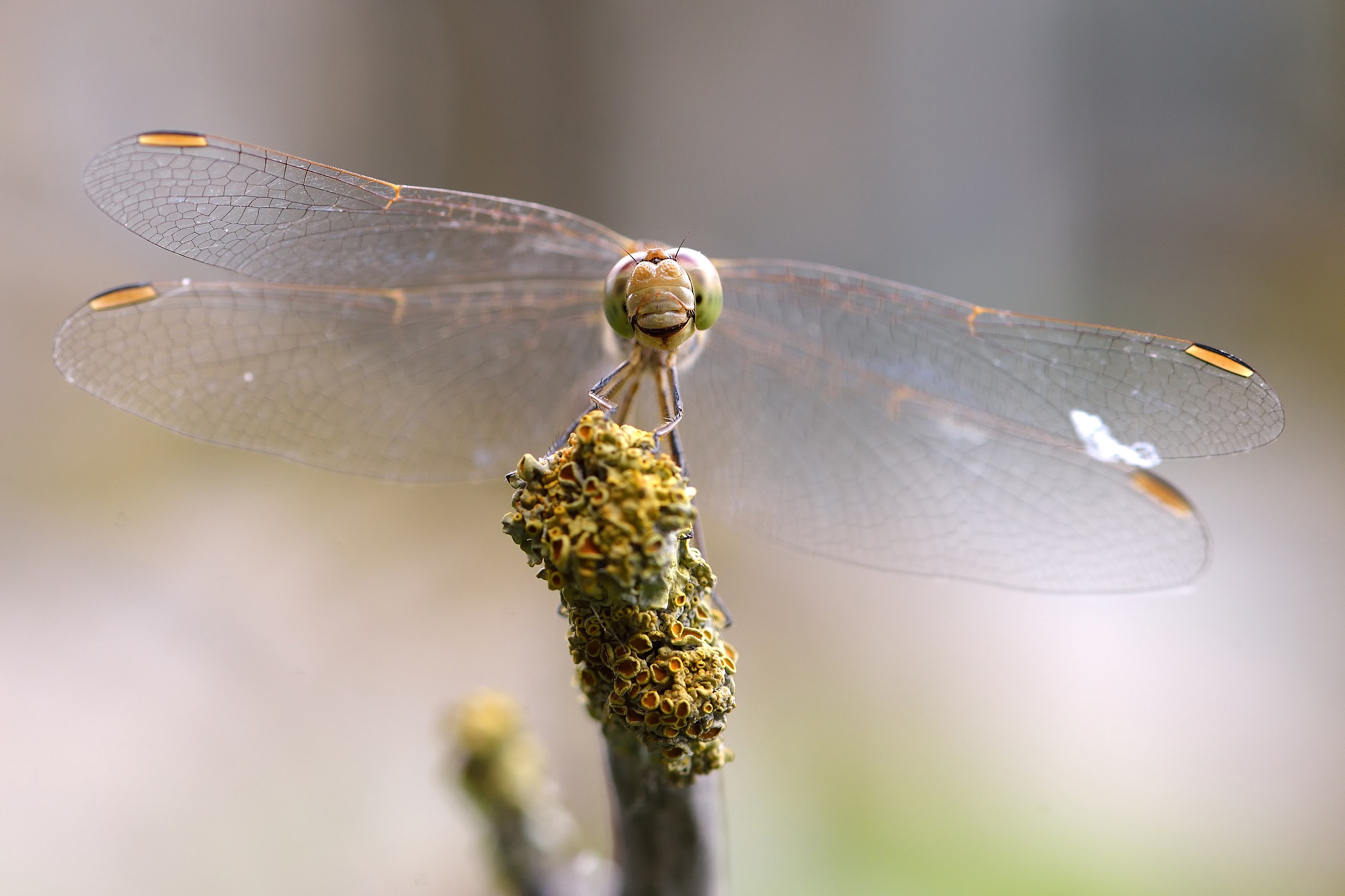 Dragonfly
