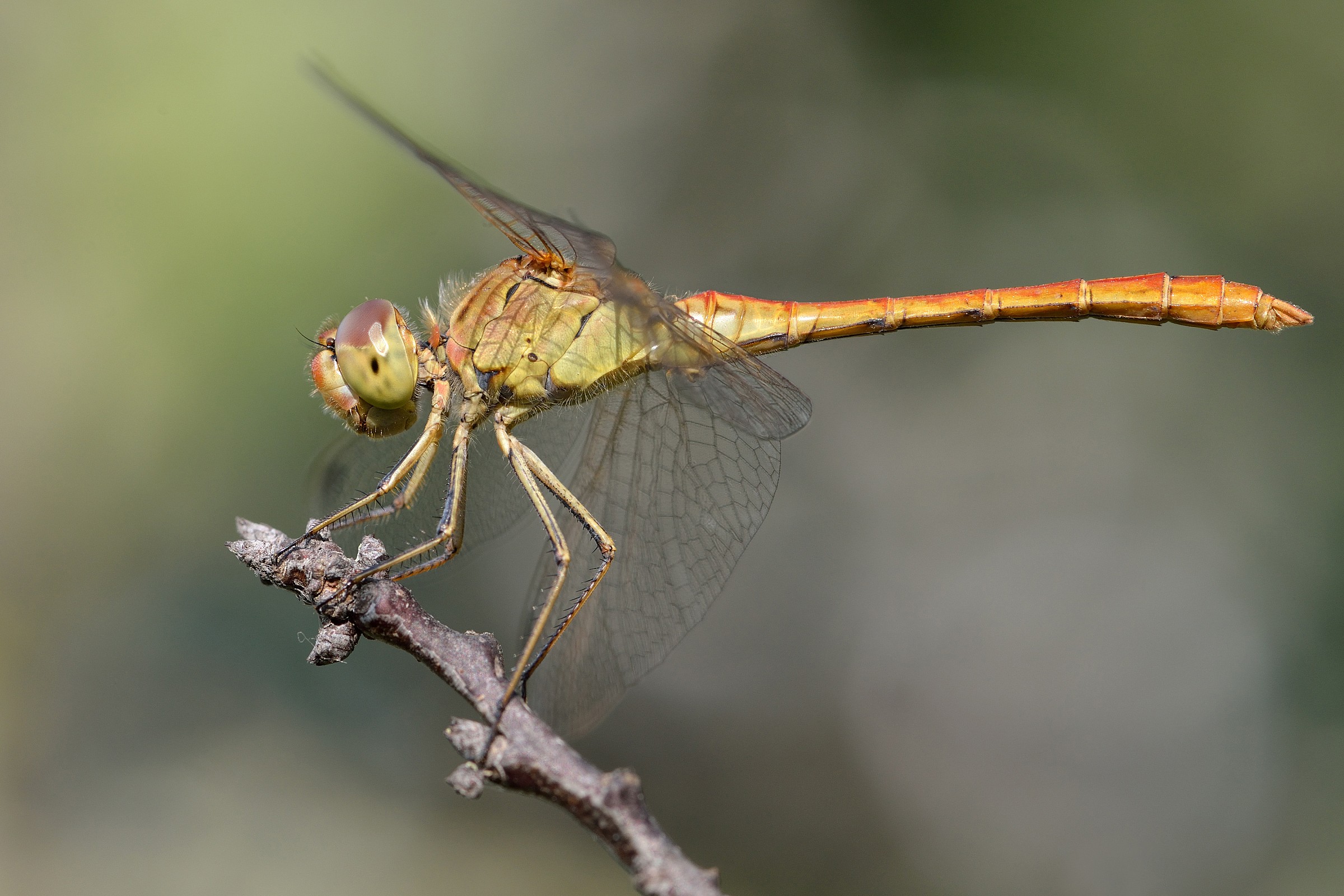 Dragonfly