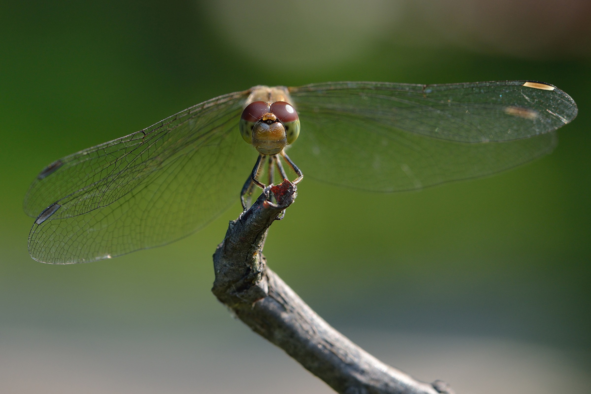 Dragonfly