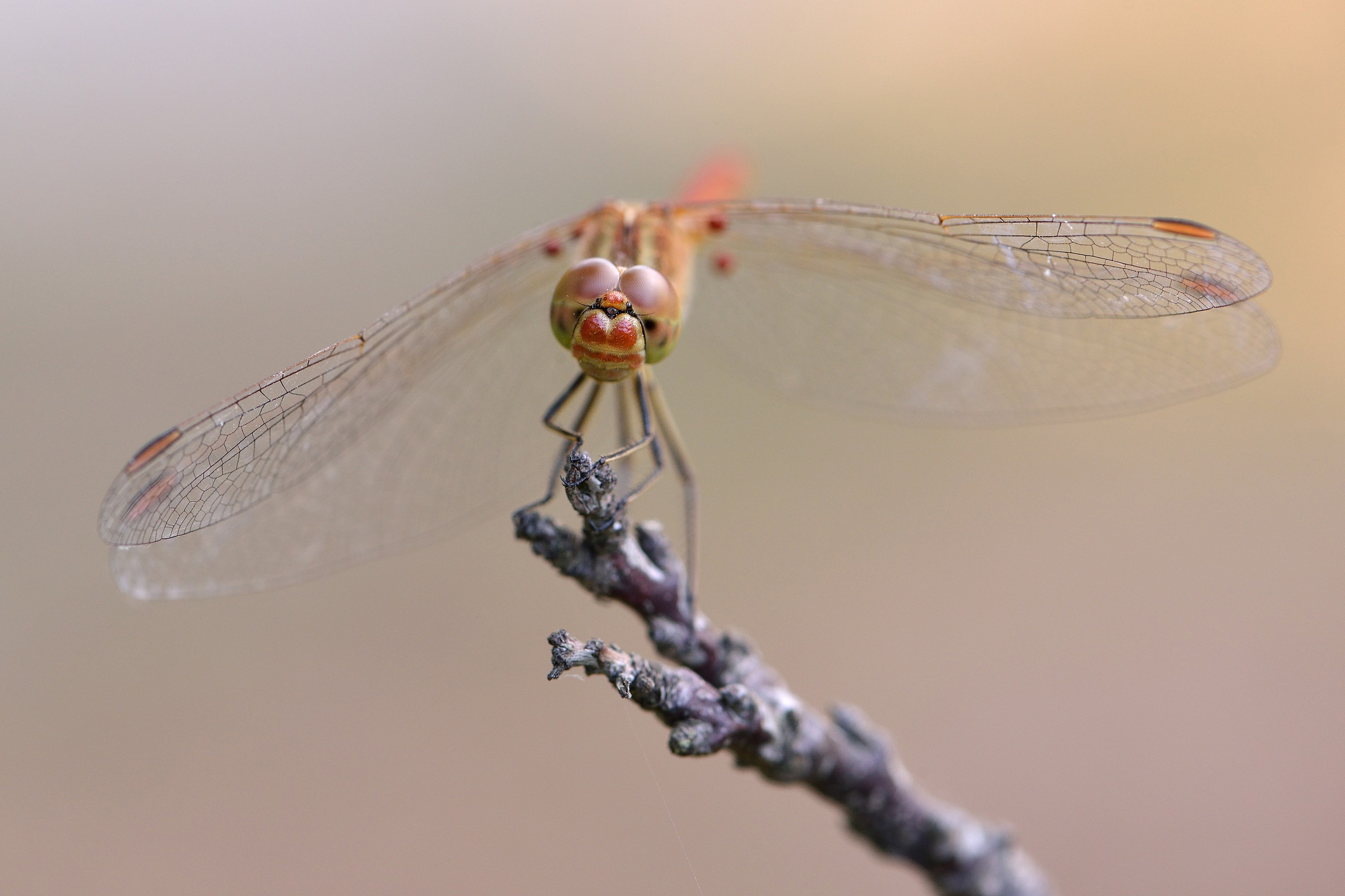 Dragonfly