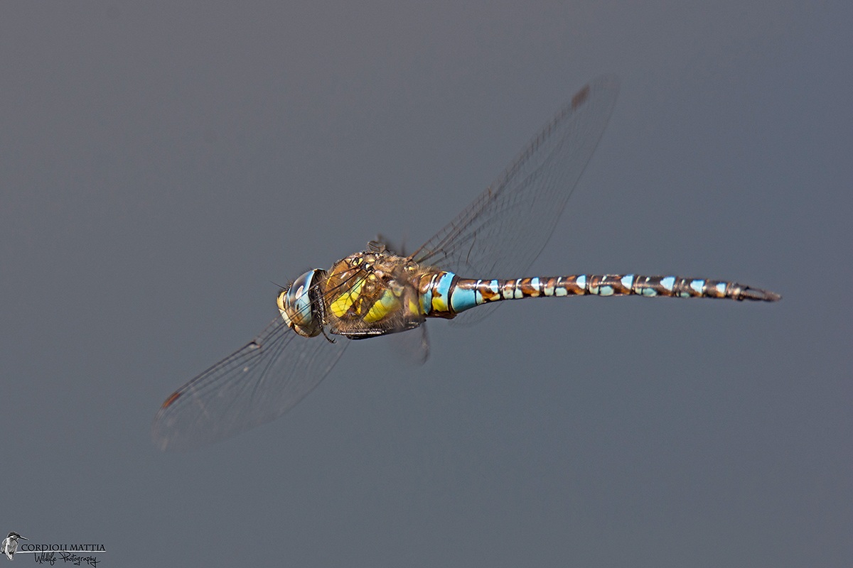Presa..... al volo  Imperatrice....