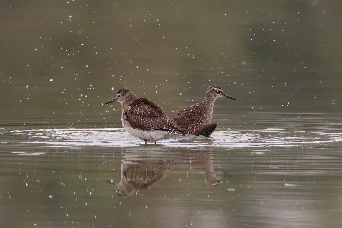 Wood Sandpiper in the bathroom