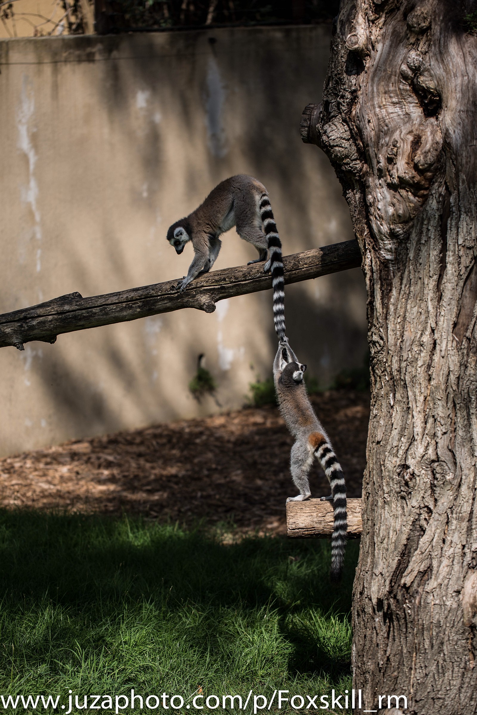 Rome Biopark - Lemur catta playing