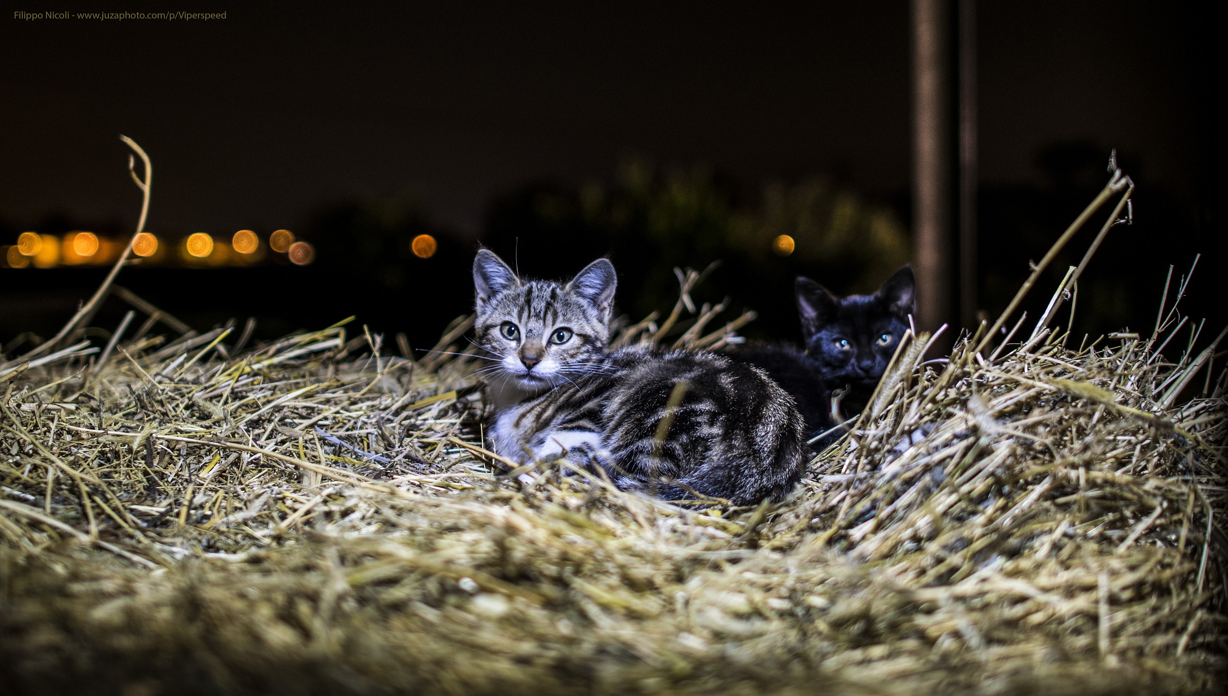 Cat Miao - Baby on Ballone hay