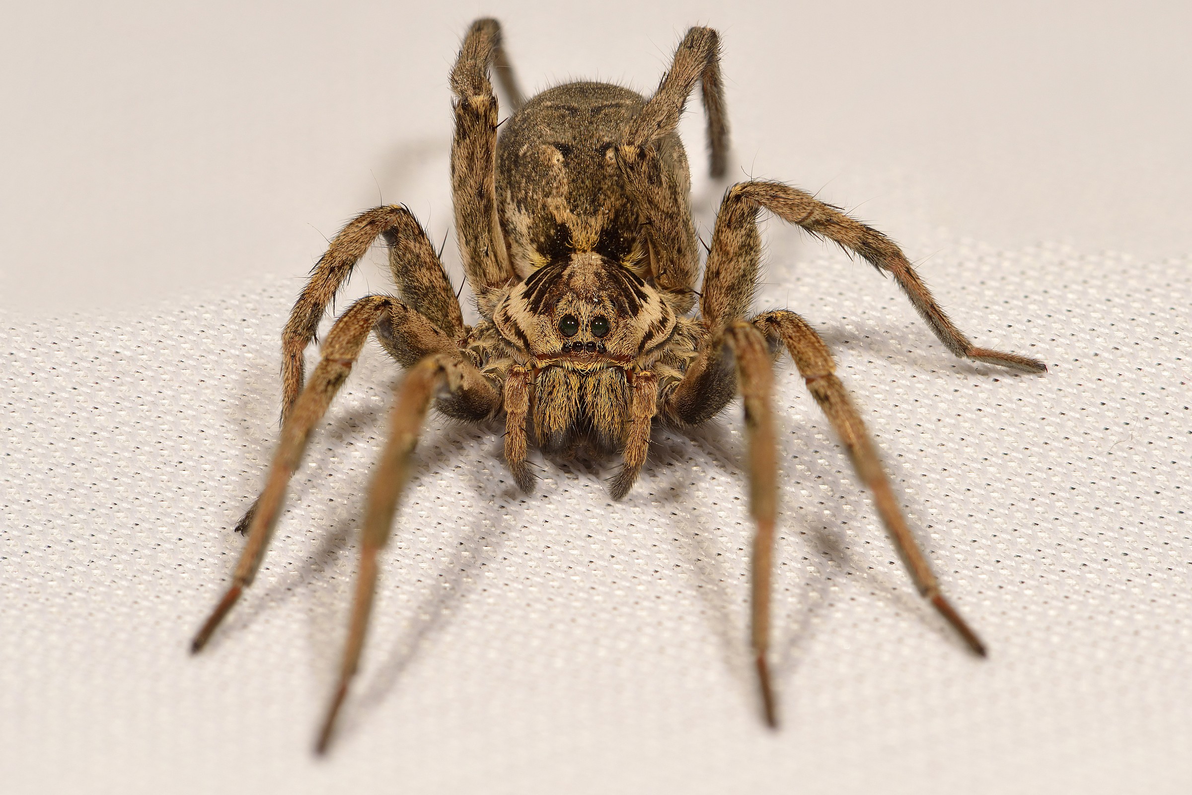 Hogna Radiata (Wolf Spider Tarantula or False)