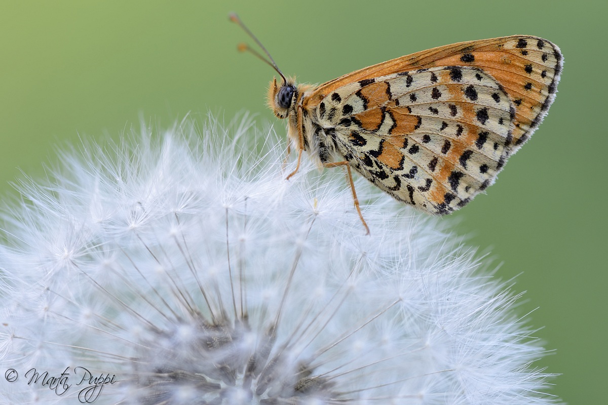 Soffice come una nuvola