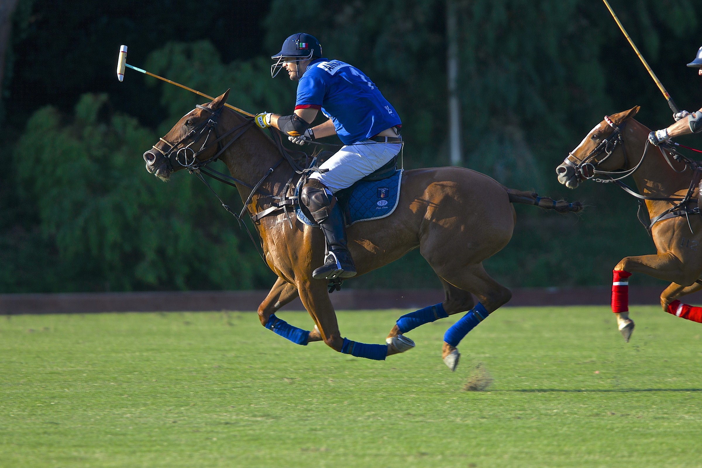 Polo e Cavallo
