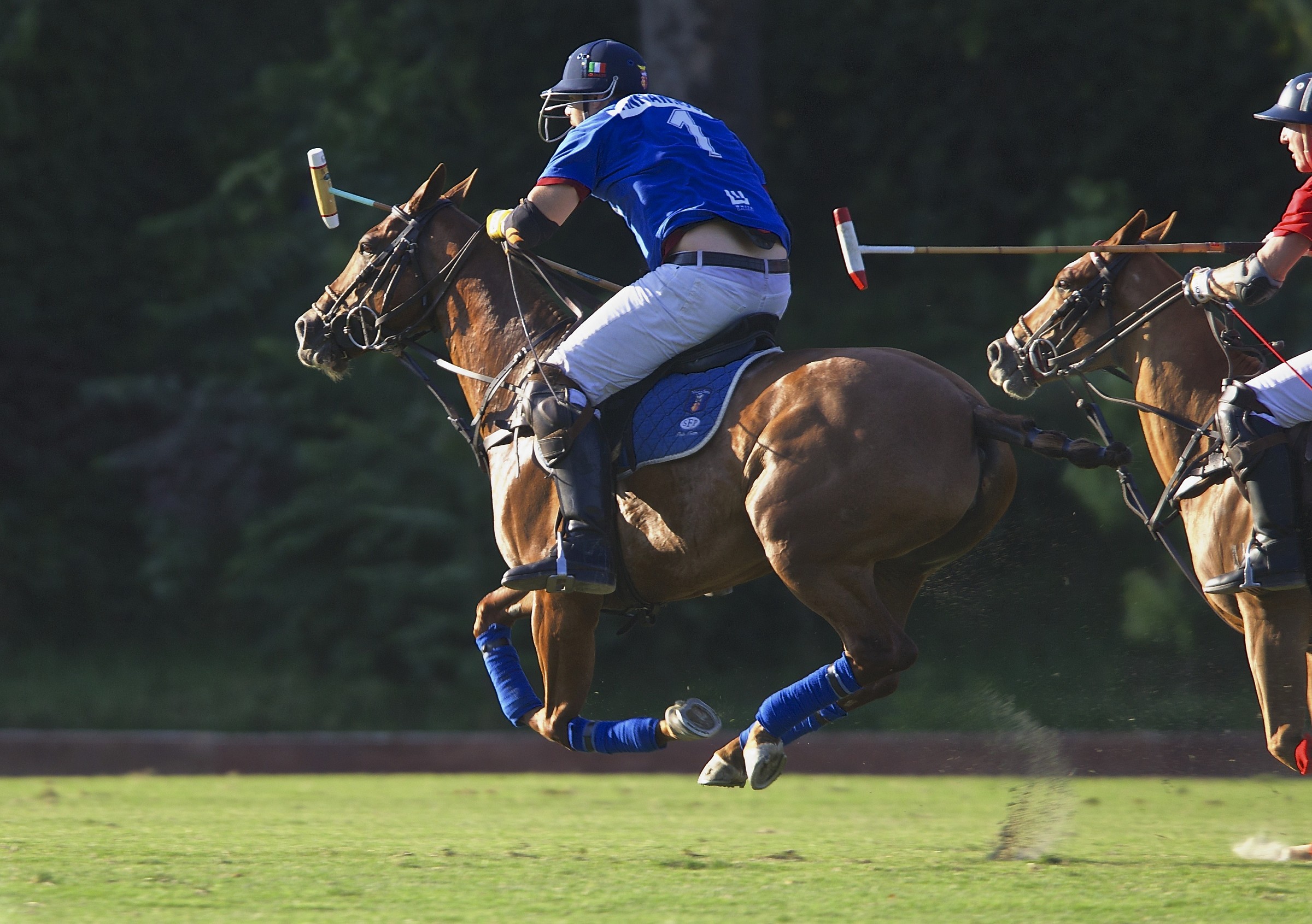 Polo e Cavallo