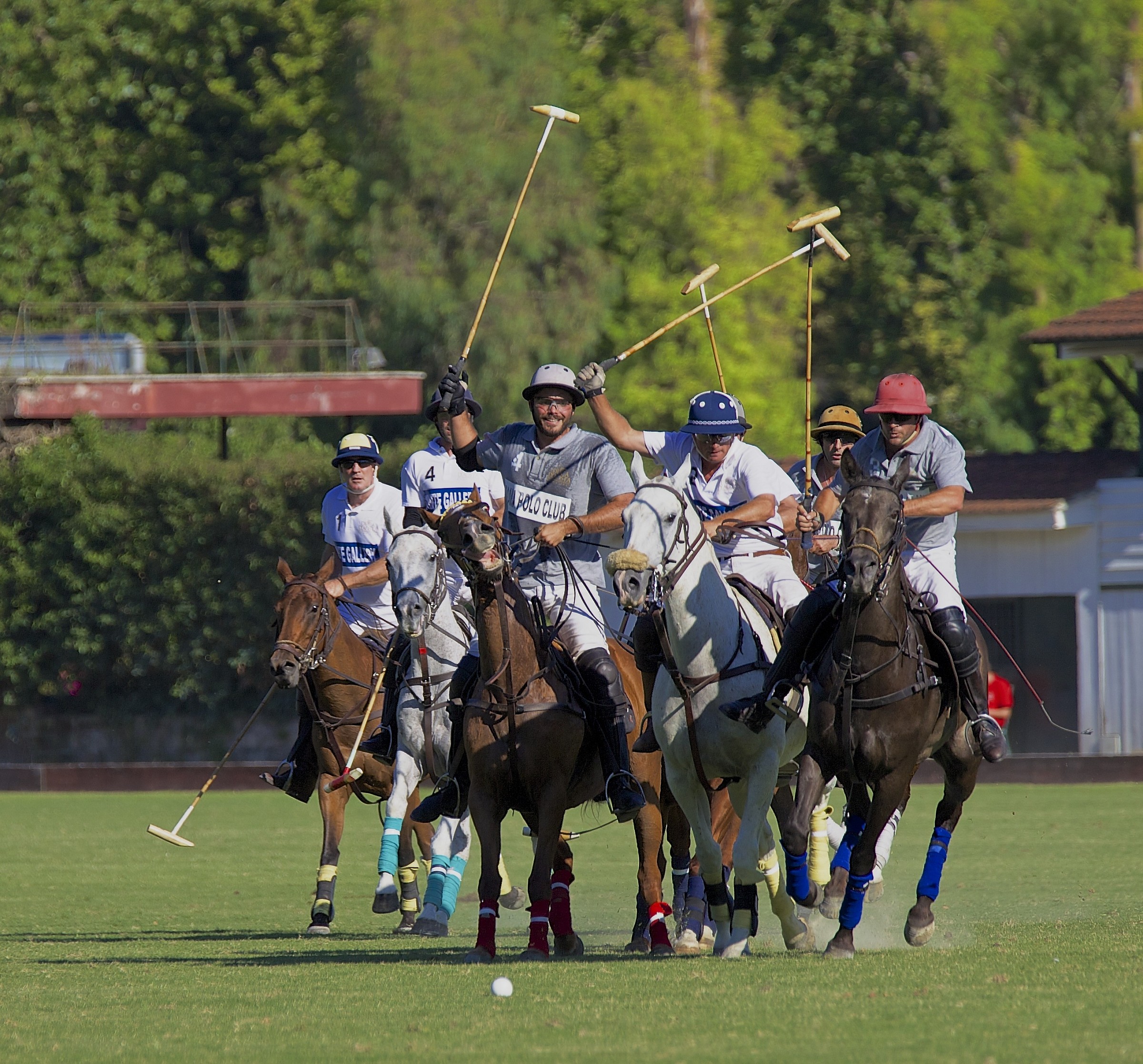 Polo e Cavallo