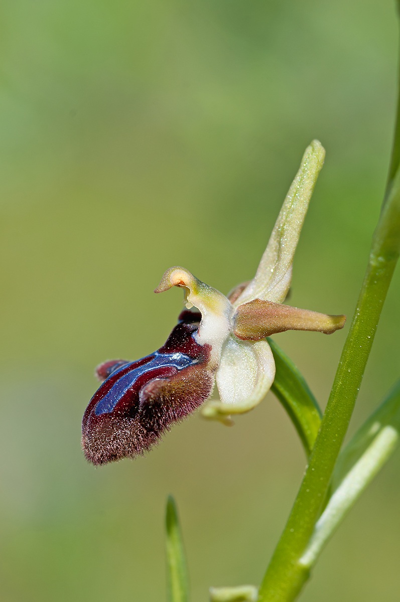 Ophrys incubacea