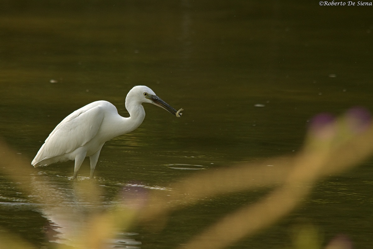 Garzetta 3 23/08/2013
