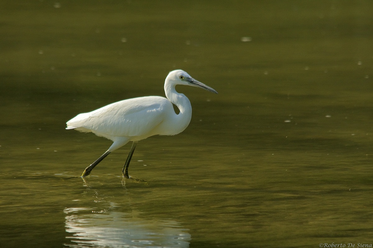 Garzetta 5 23/08/2013