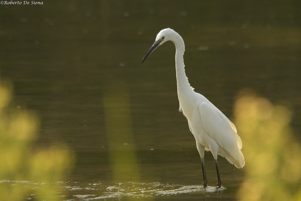 Garzetta 7 23/08/2013