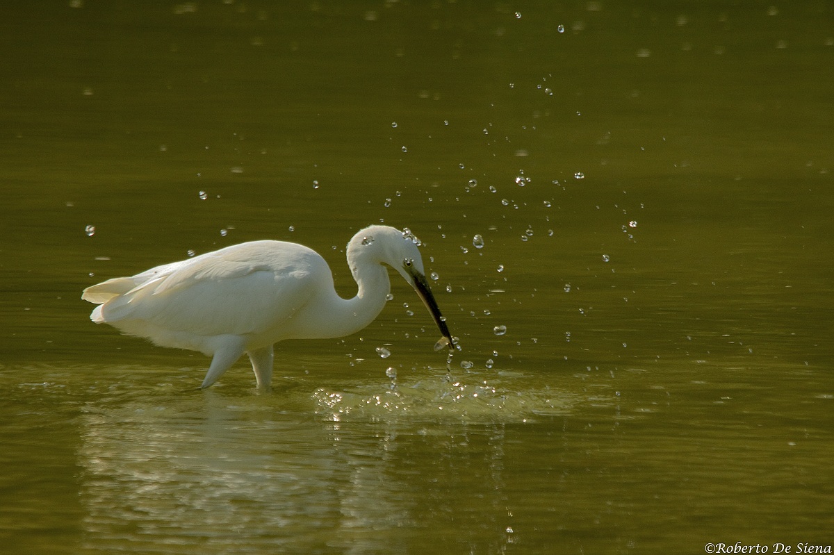 Garzetta 9 23/08/2013