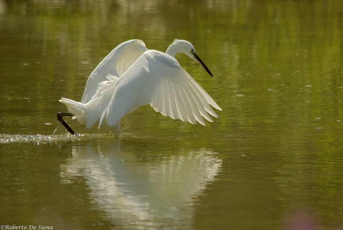 Garzetta 12 23/08/2013