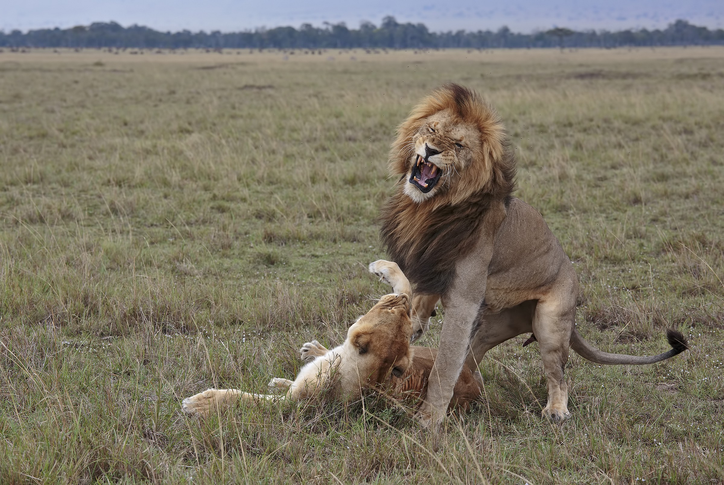 Love litigarello ...