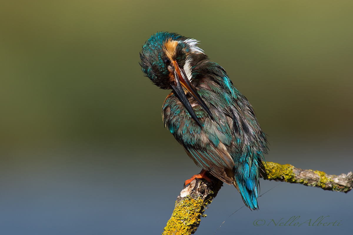 Kingfisher, cleaning the plumage