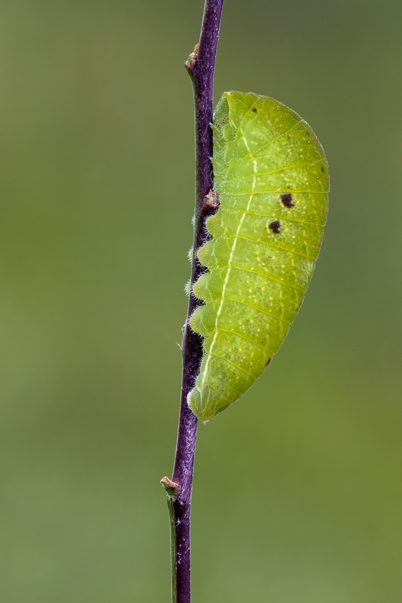 The caterpillar of green color Podalirio ...