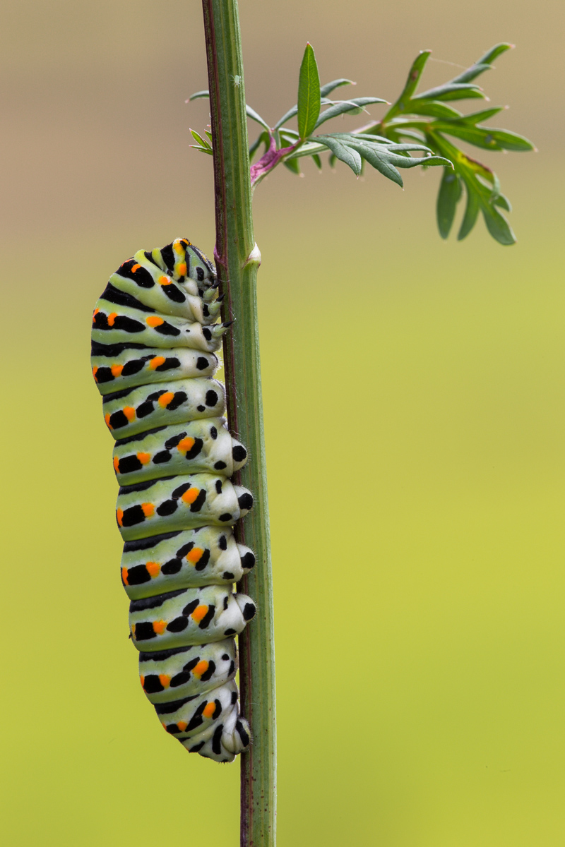 Caterpillar of swallowtail ready for incrisalidamento ...