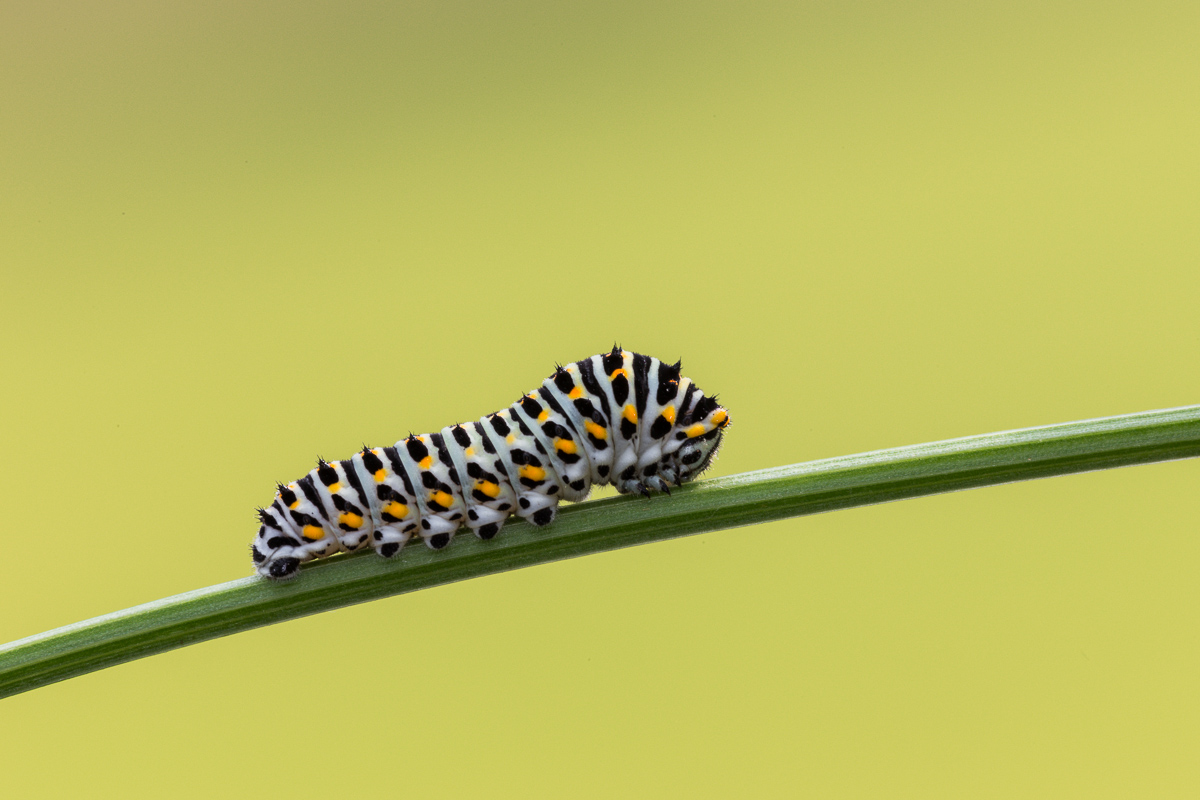 Swallowtail caterpillar in the early stages of development ....