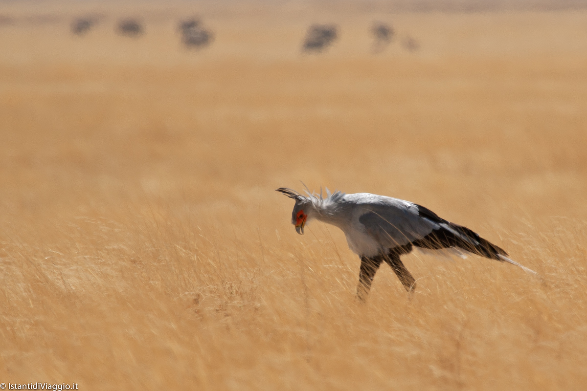 Secretary bird (or serpentario)