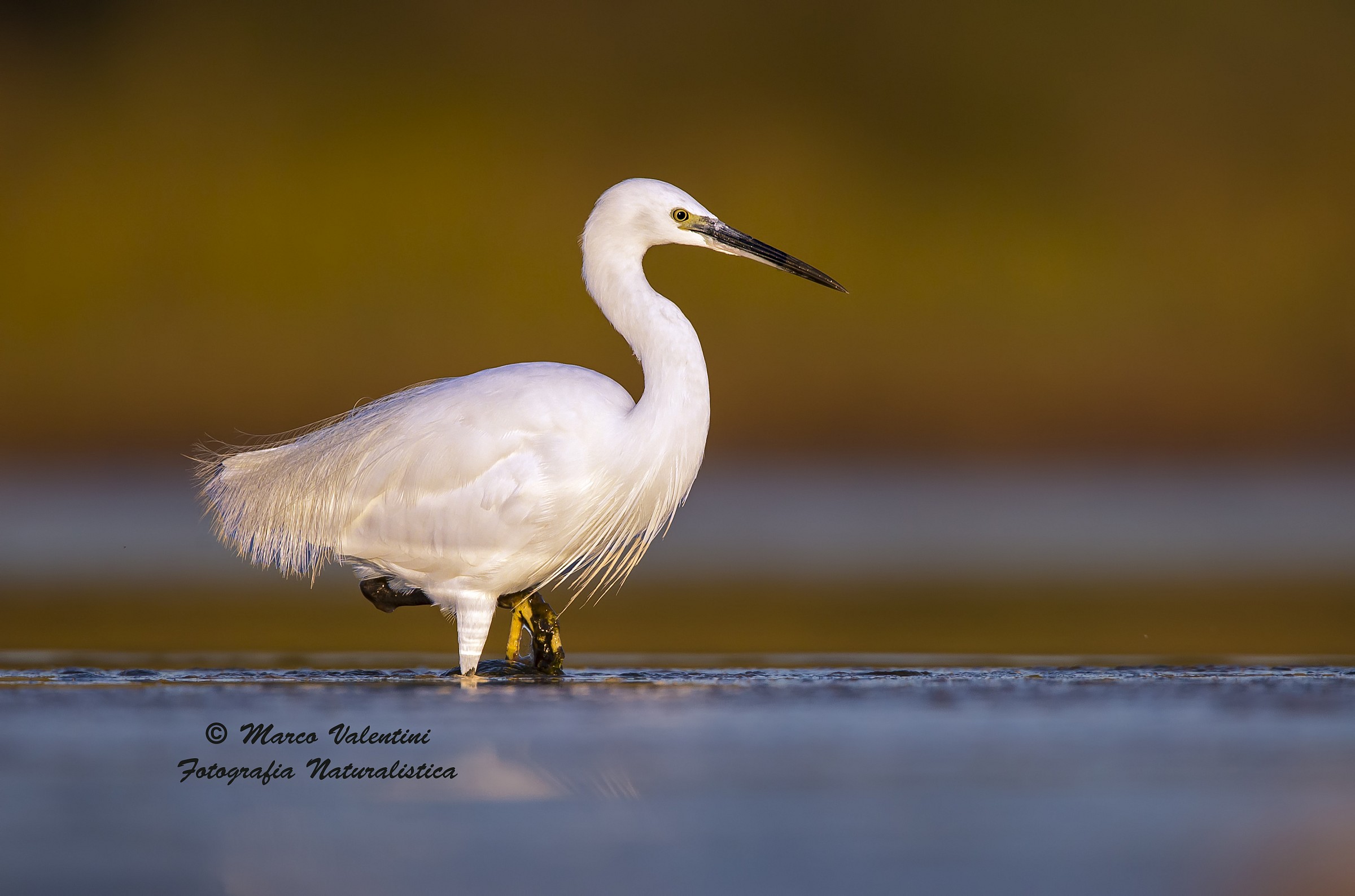 A surface of the water