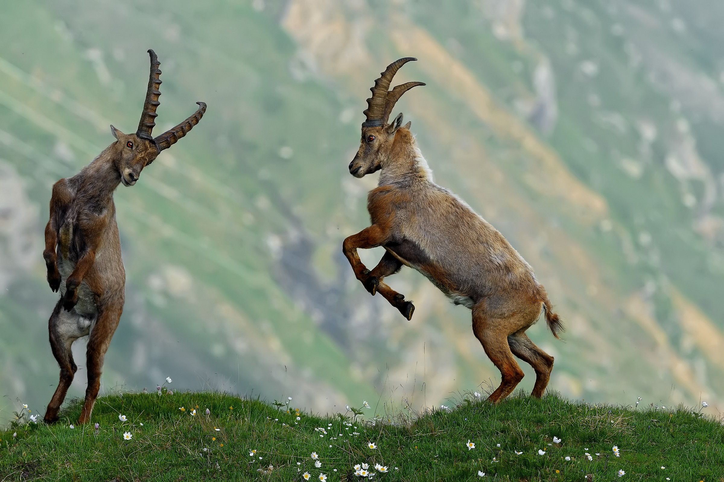 Young Ibex