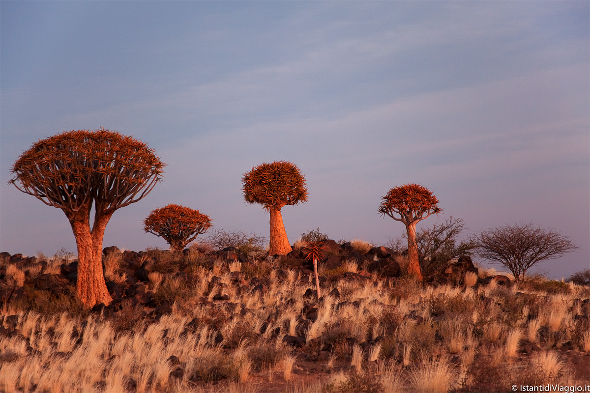 Quiver Tree Forest Camp al Tramonto