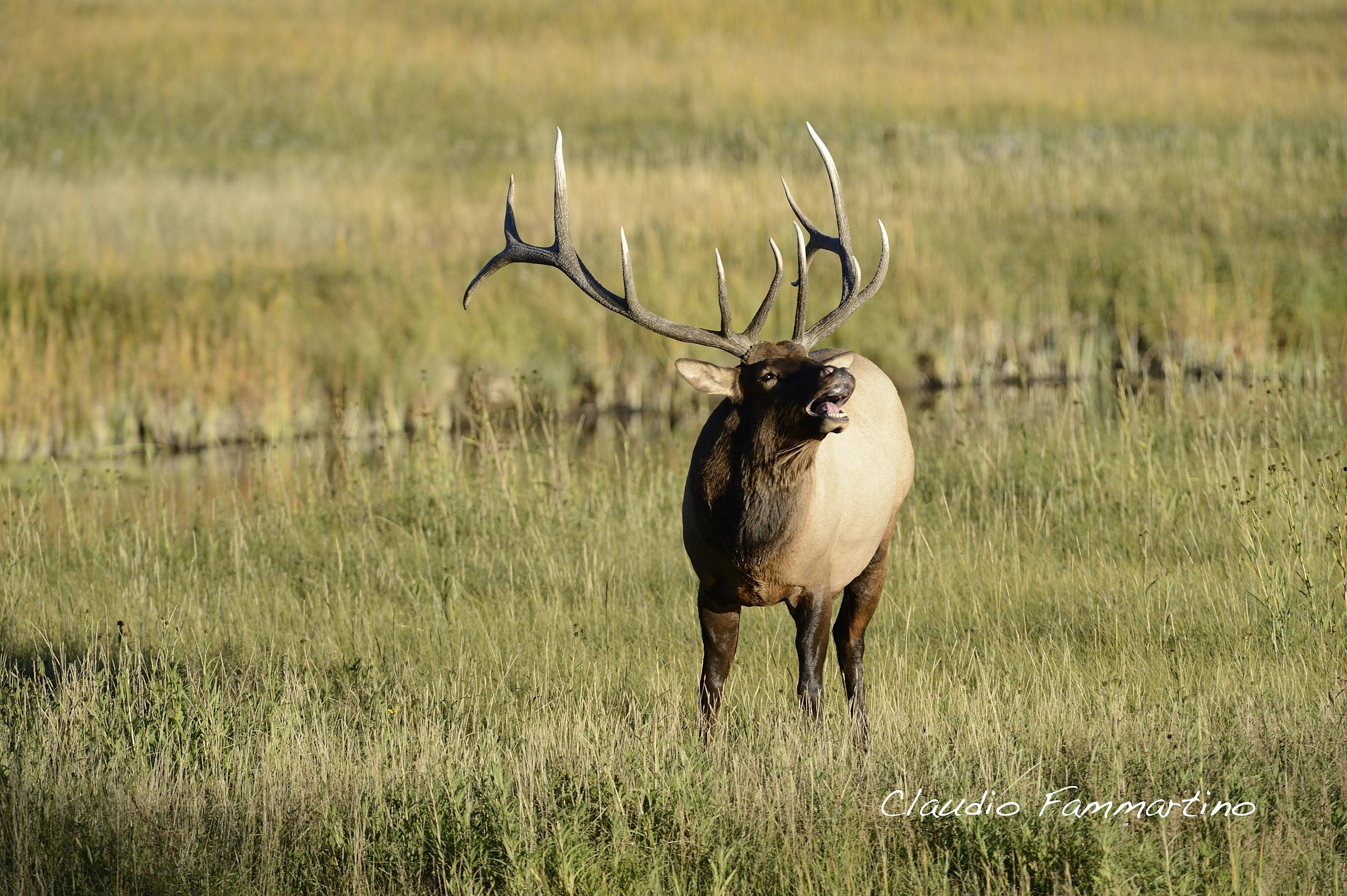Wapiti during the mating season