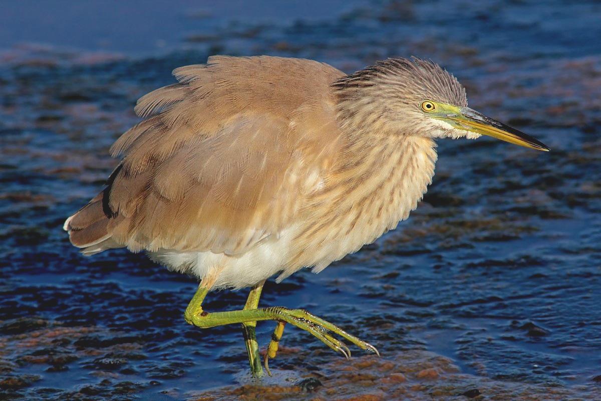 Sgarza ciuffetto arruffata