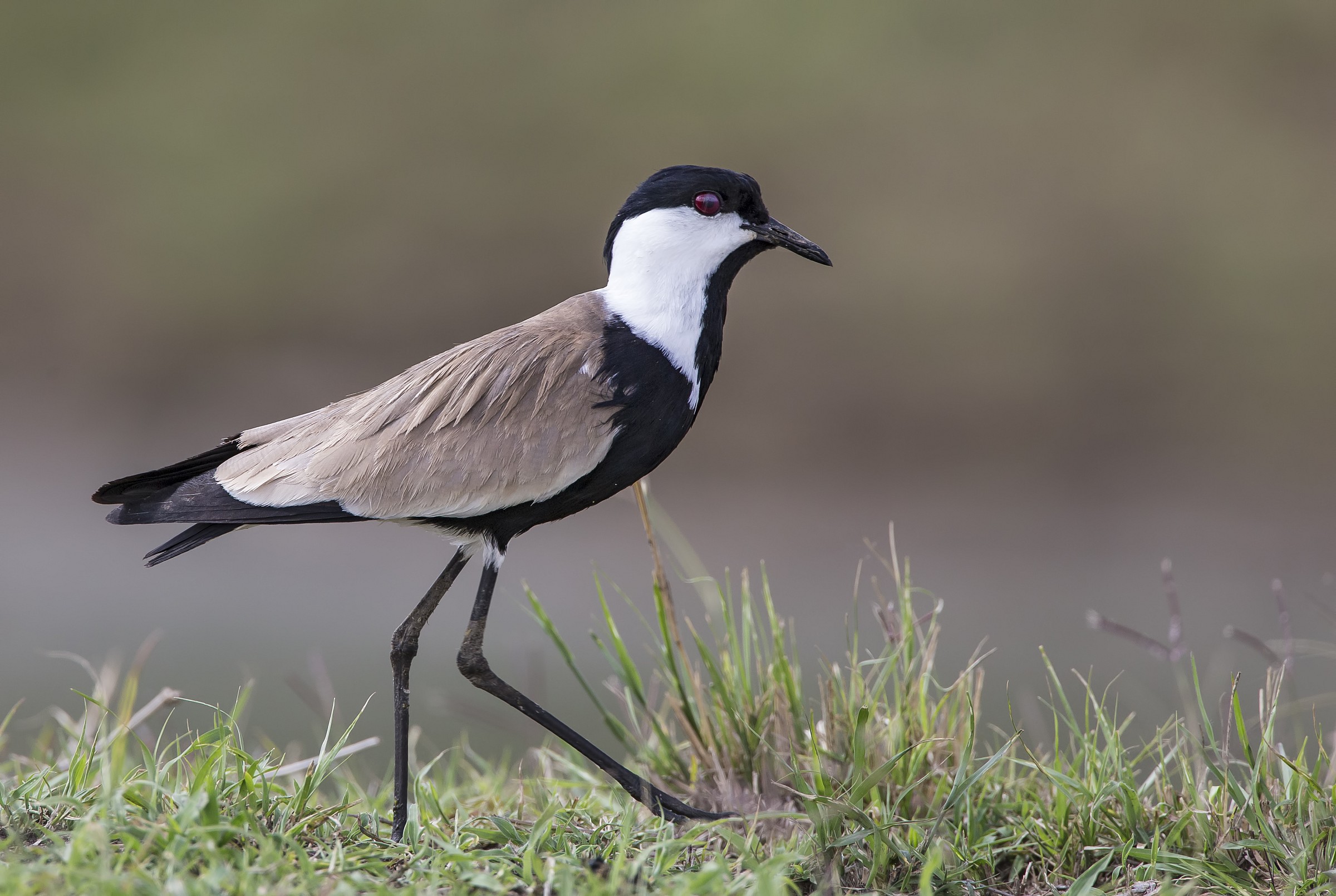 Lapwing
