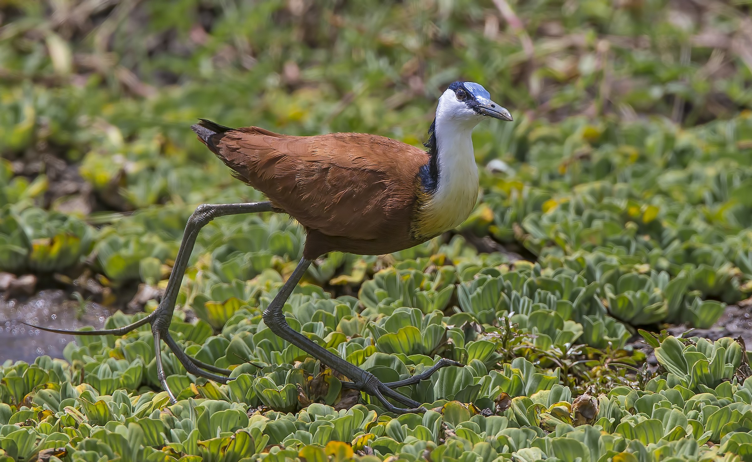 Jacana